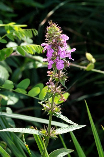 La flora della riserva naturale 